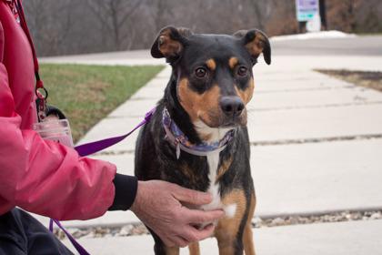 Enlarge Remi, a Adoptable mixed breed in Kansas City, MO image 2/3