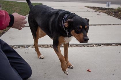 Enlarge Remi, a Adoptable mixed breed in Kansas City, MO image 3/3
