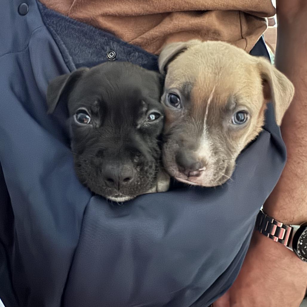 Raisinet, Adoptable, Puppy Female Labrador Retriever & Mixed Breed.