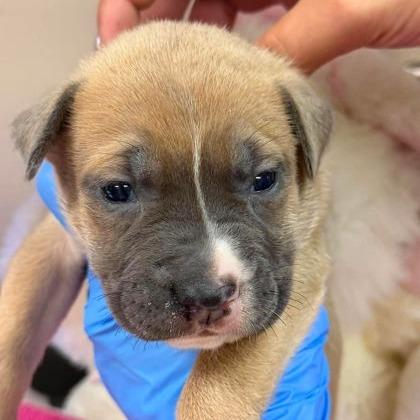 Enlarge Raisinet, a Adoptable mixed breed in North Charleston, SC image 3/6