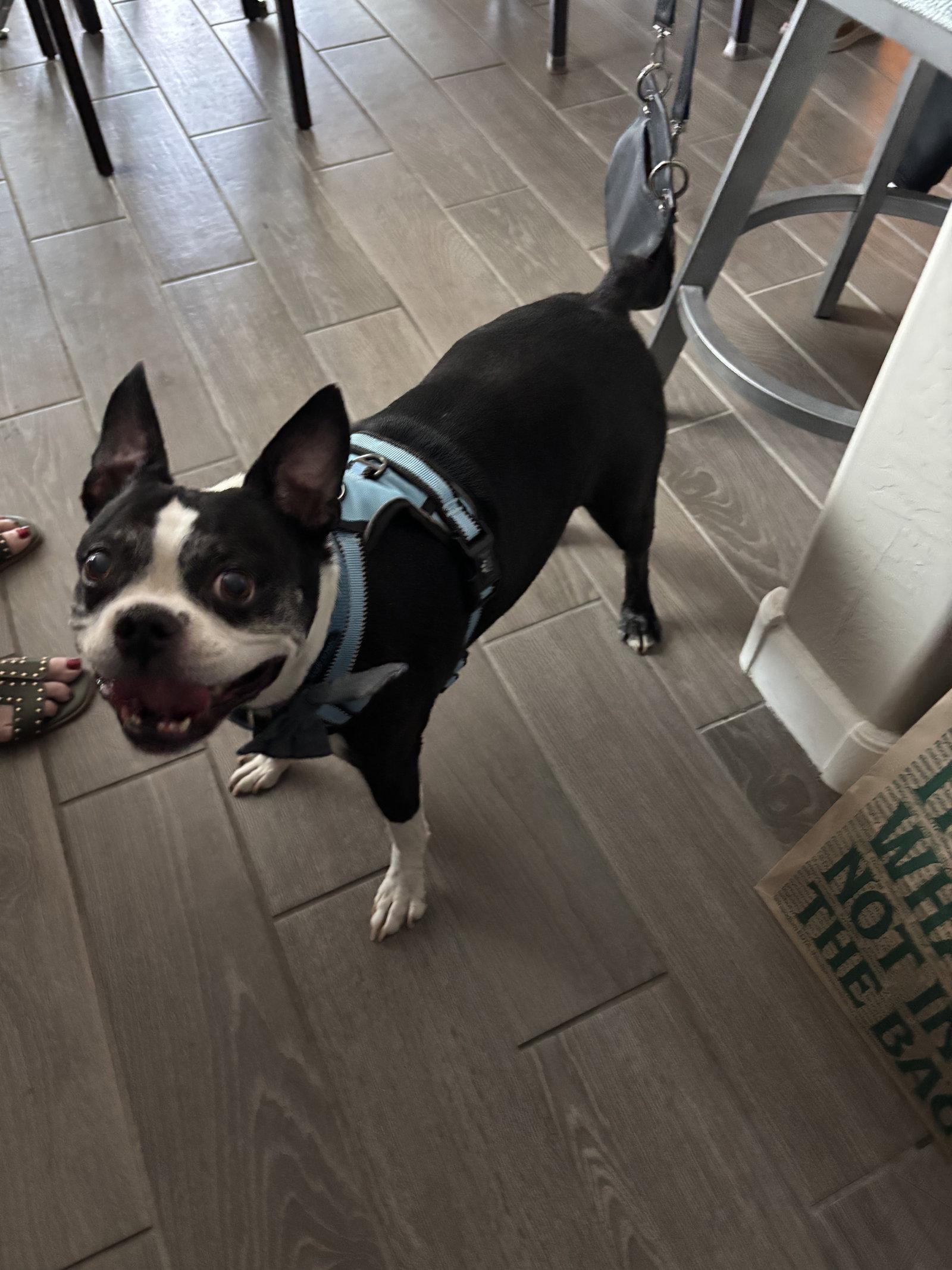 Enlarge Oswald, a Adopted Boston Terrier in Scottsdale, AZ image 1/3