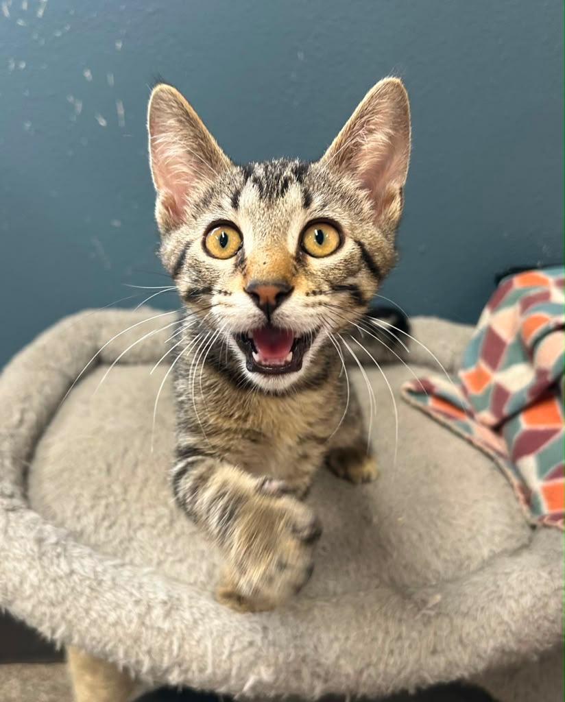 Tyr, Adoptable, Kitten Male Domestic Short Hair.
