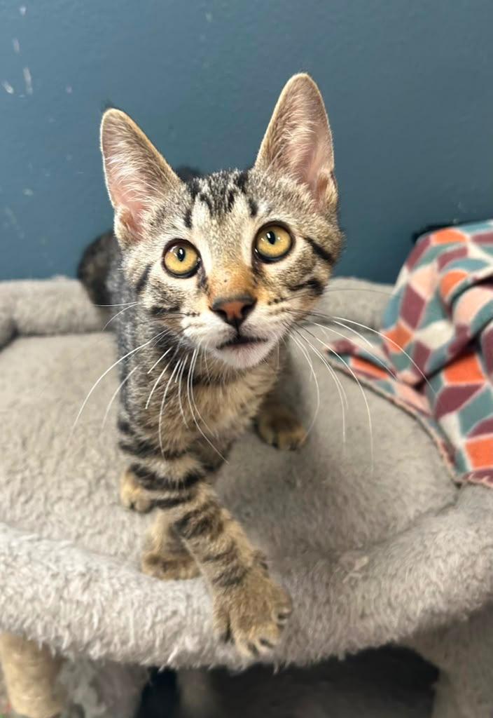 Enlarge Tyr, a Adoptable mixed breed in Spooner, WI image 2/2