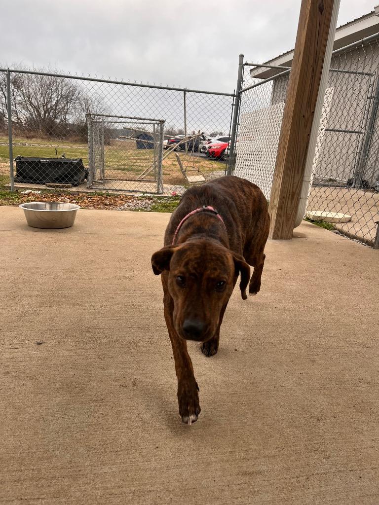 Kate, Adoptable, Adult Female Pit Bull Terrier.