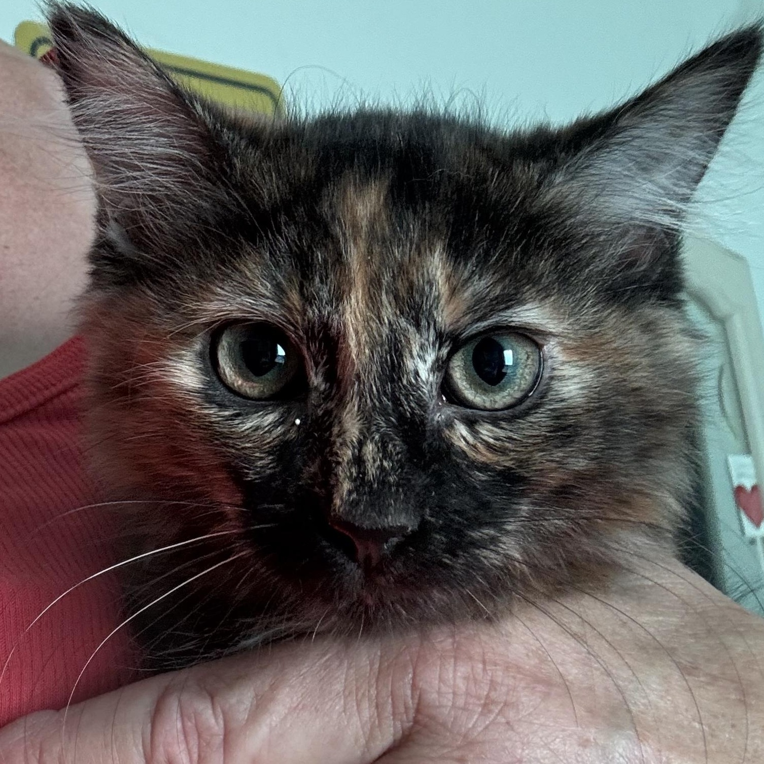 Clover, adopted, Young Female Domestic Long Hair.