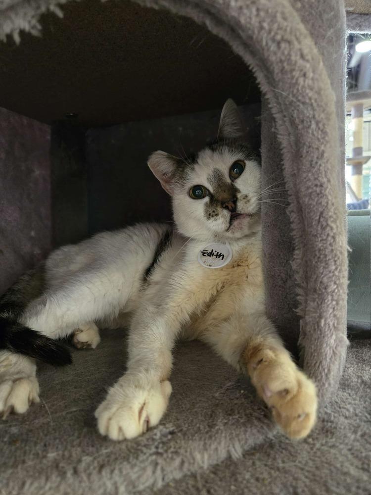 Edith, Adoptable, Senior Female Domestic Short Hair.