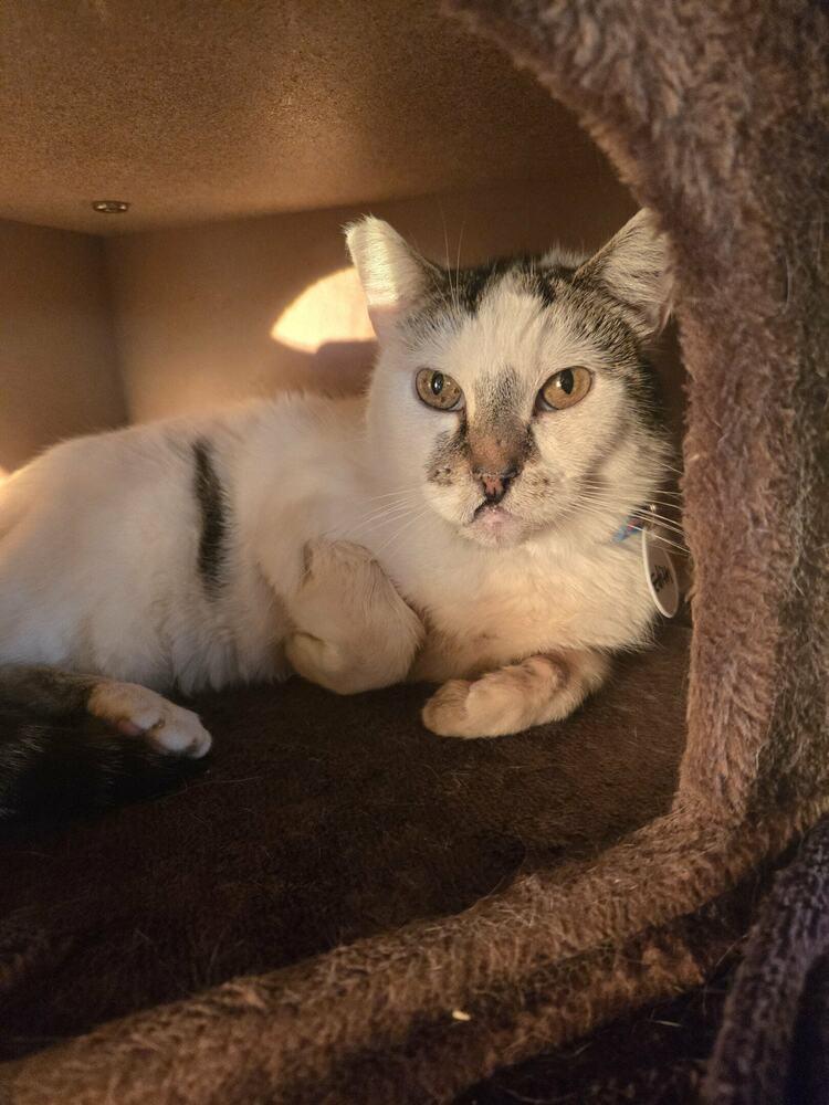 Enlarge Edith, a Adoptable mixed breed in tucson, AZ image 2/2