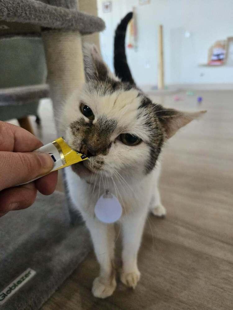 Enlarge Edith, a Adoptable mixed breed in tucson, AZ image 3/6