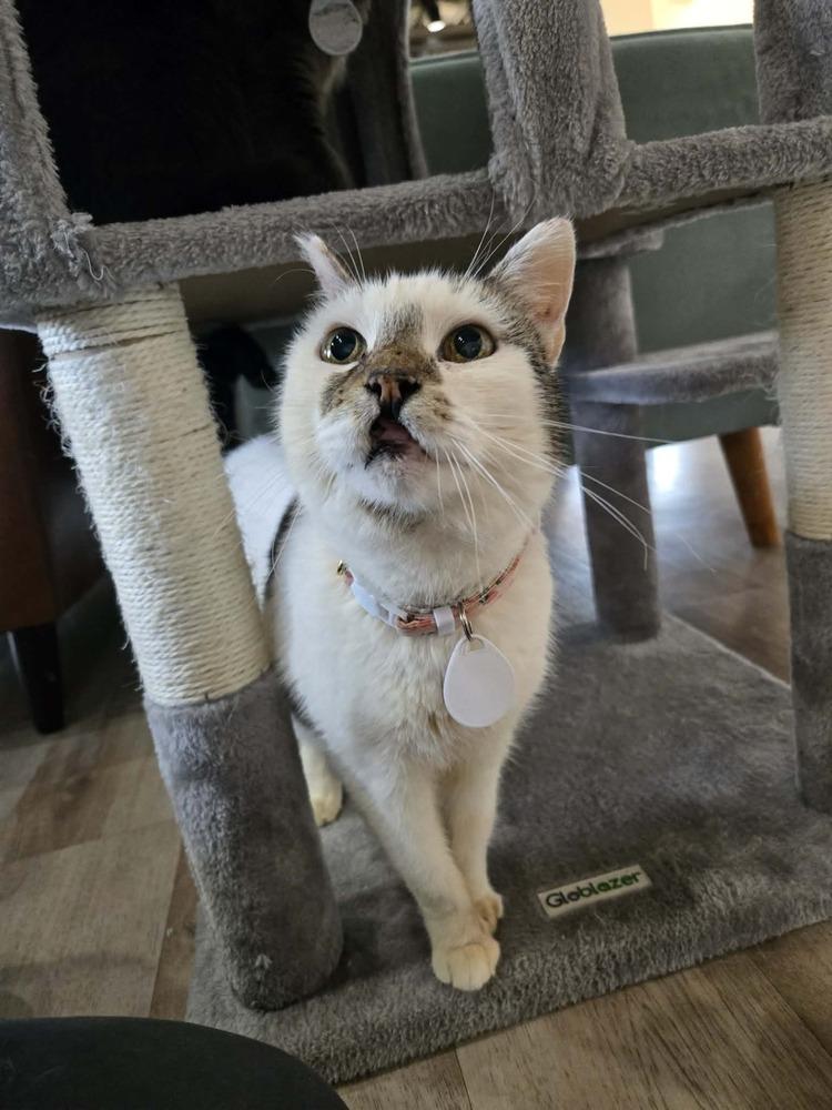 Enlarge Edith, a Adoptable mixed breed in tucson, AZ image 4/6