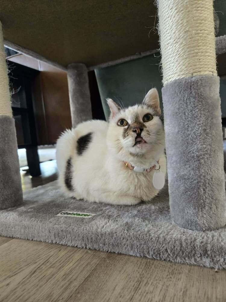 Enlarge Edith, a Adoptable mixed breed in tucson, AZ image 5/6