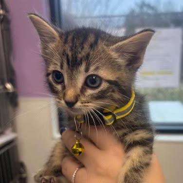 Oven Mitt, Adoptable, Kitten Female Domestic Short Hair.