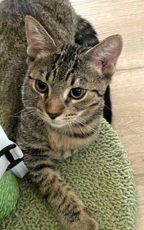 Cinnabar  ⭐️PROMOTION⭐️ Gemstone Litter, Adoptable, Young Male Tabby.