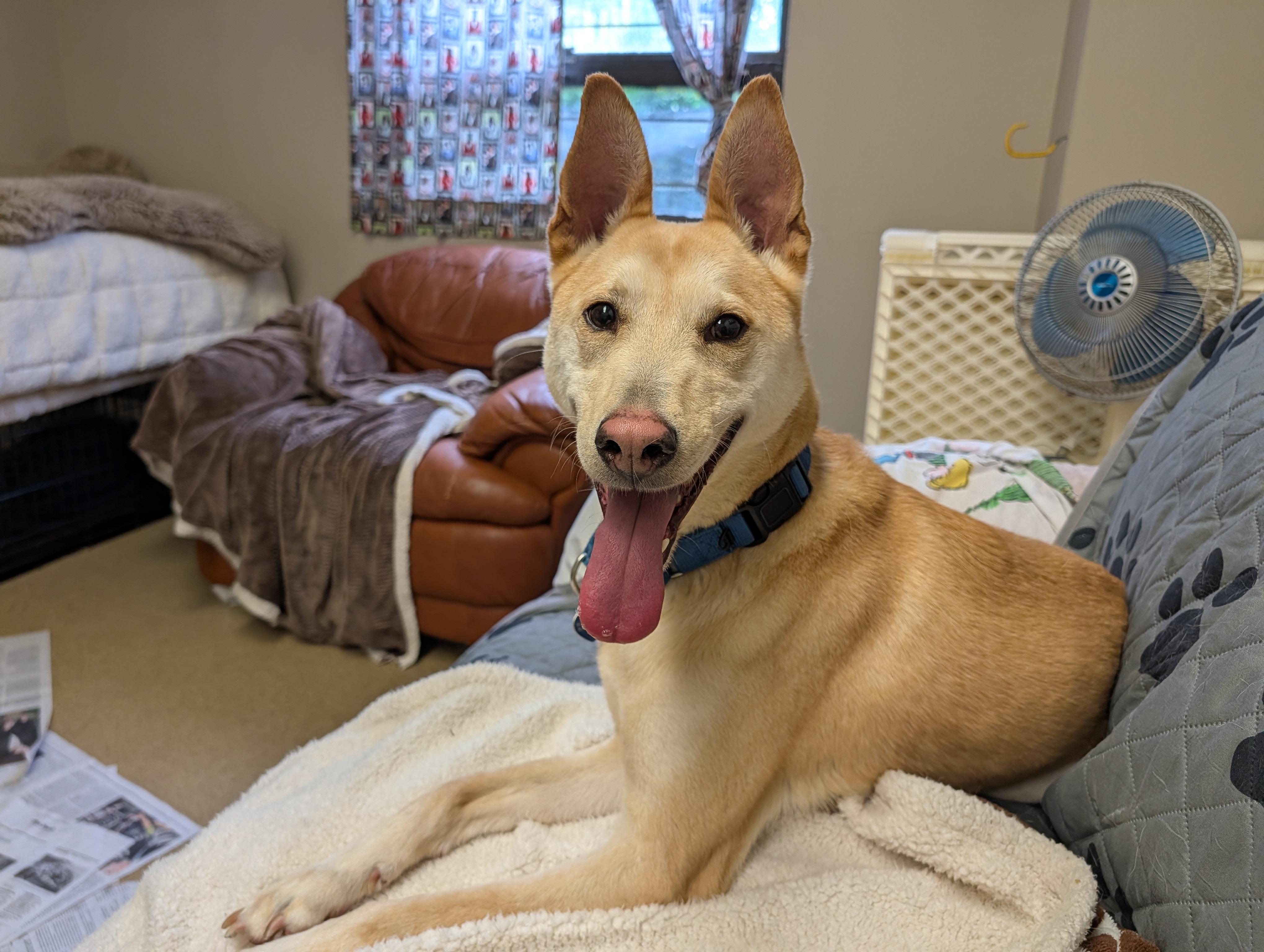 Hugo, adopted, Adult Male Shepherd.