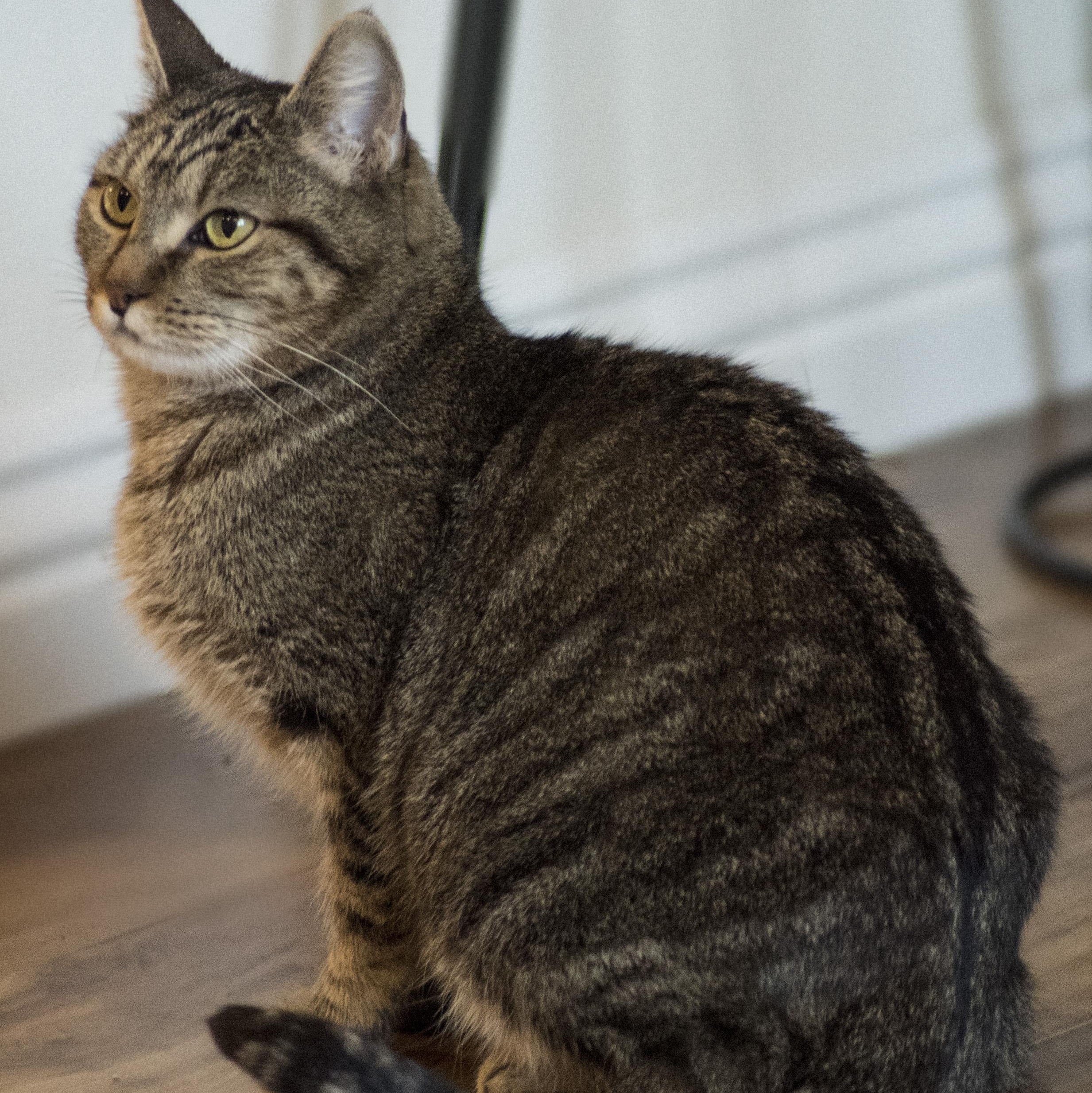 Enlarge ASHTON (M) Brown tabby 1 to 2 yrs old, a Adoptable Domestic Short Hair in Ottawa, ON image 3/5