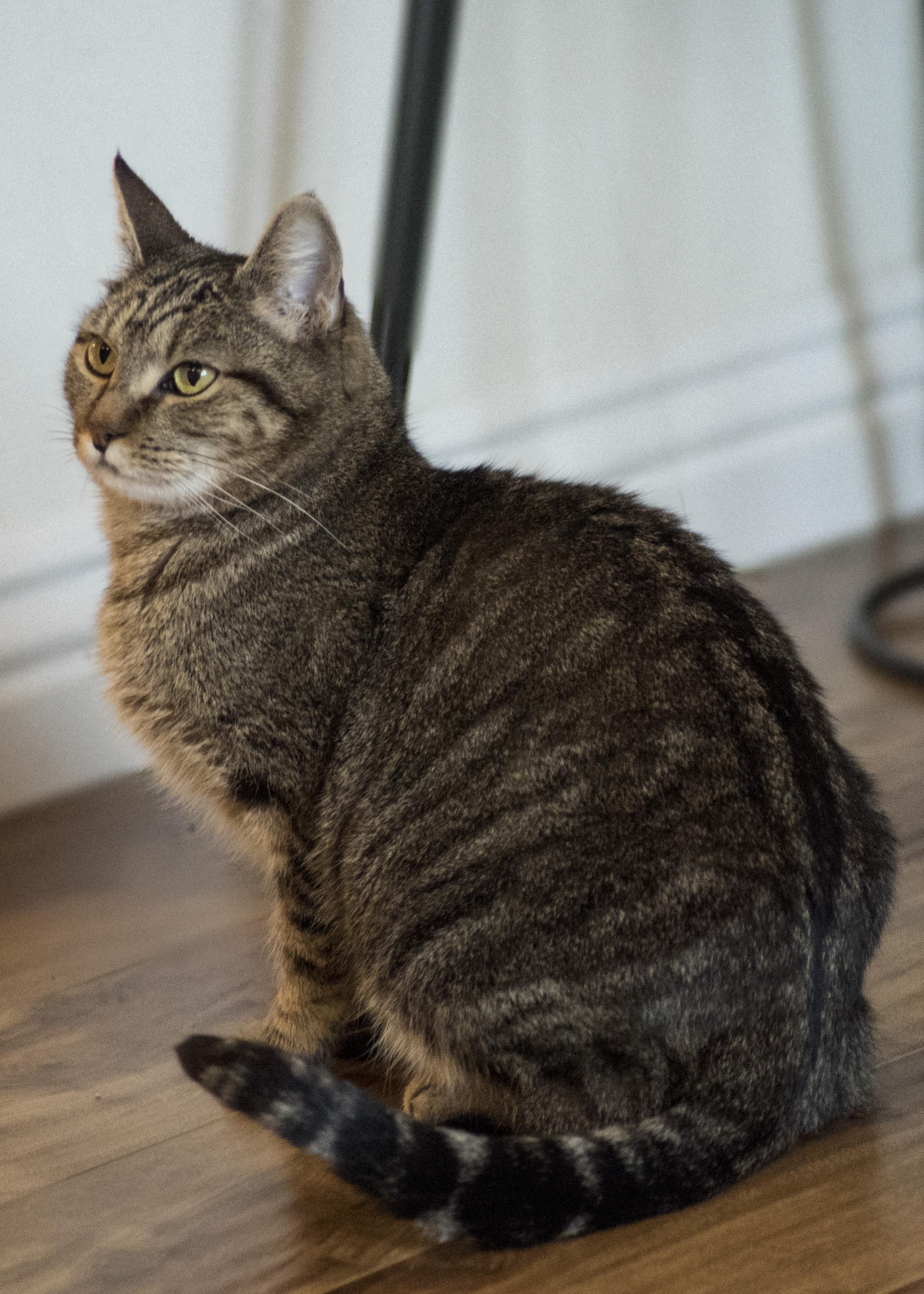 Enlarge ASHTON (M) Brown tabby 1 to 2 yrs old, a Adoptable Domestic Short Hair in Ottawa, ON image 2/5