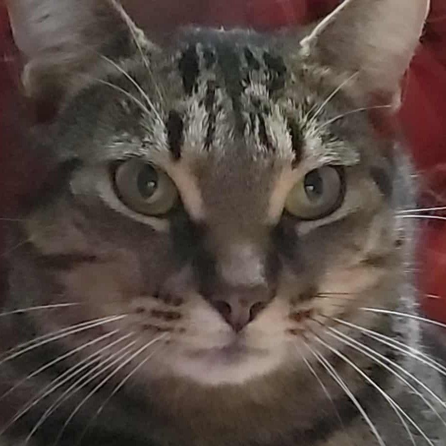 ASHTON (M) Brown tabby 1 to 2 yrs old, Adoptable, Adult Male Domestic Short Hair.