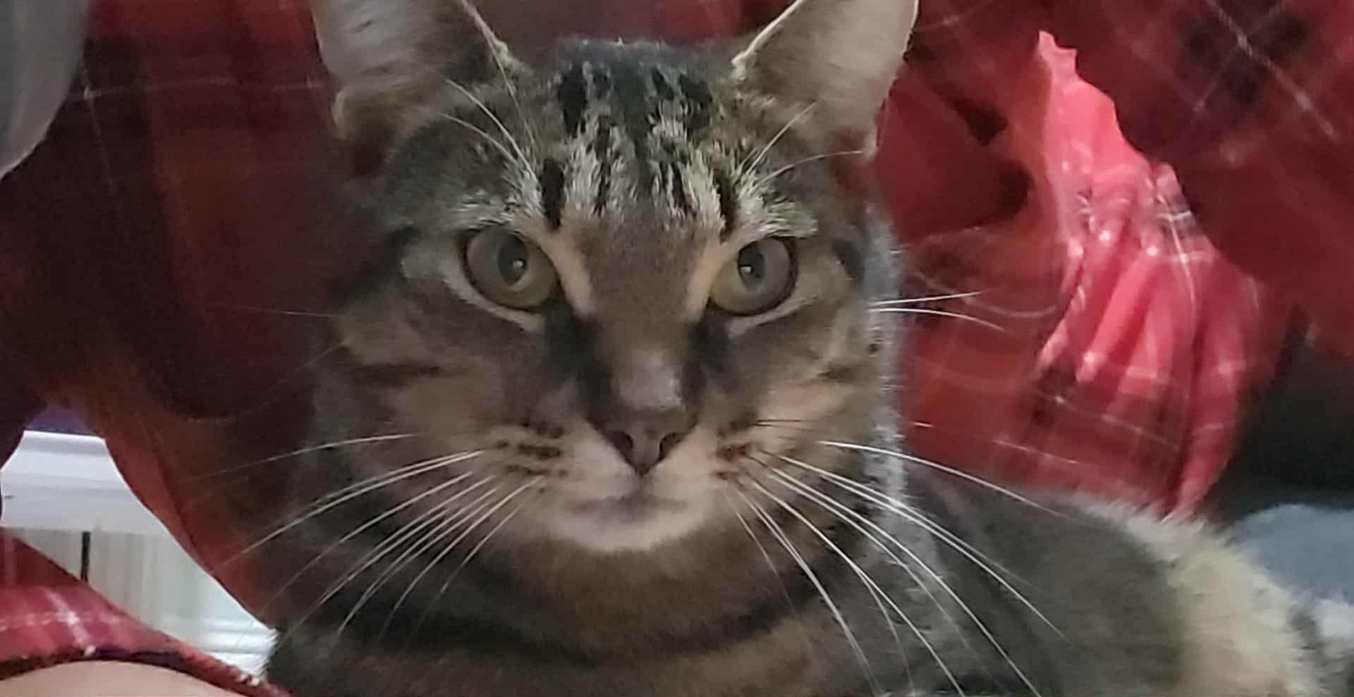 Enlarge ASHTON (M) Brown tabby 1 to 2 yrs old, a Adoptable Domestic Short Hair in Ottawa, ON image 3/5