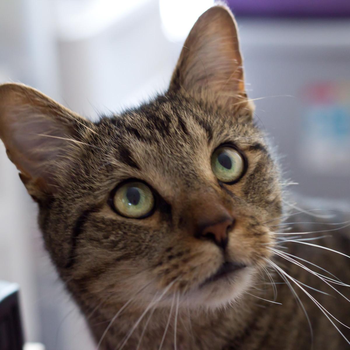 Enlarge ASHTON (M) Brown tabby 1 to 2 yrs old, a Adoptable Domestic Short Hair in Ottawa, ON image 1/5