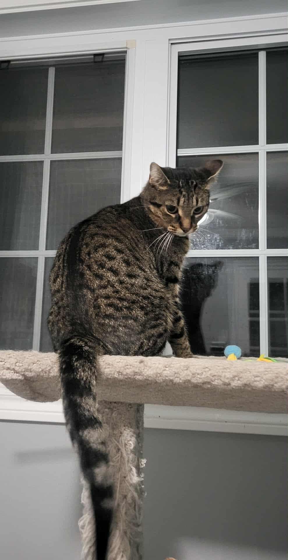 Enlarge ASHTON (M) Brown tabby 1 to 2 yrs old, a Adoptable Domestic Short Hair in Ottawa, ON image 5/5