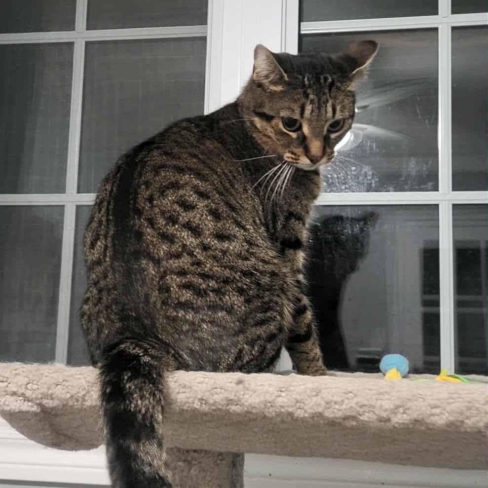 Enlarge ASHTON (M) Brown tabby 1 to 2 yrs old, a Adoptable Domestic Short Hair in Ottawa, ON image 5/5