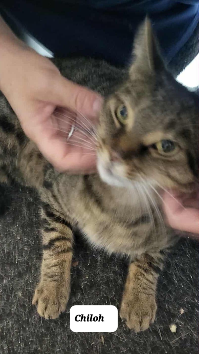 Chiloh (M) Brown tabby 1 to 2 yrs old