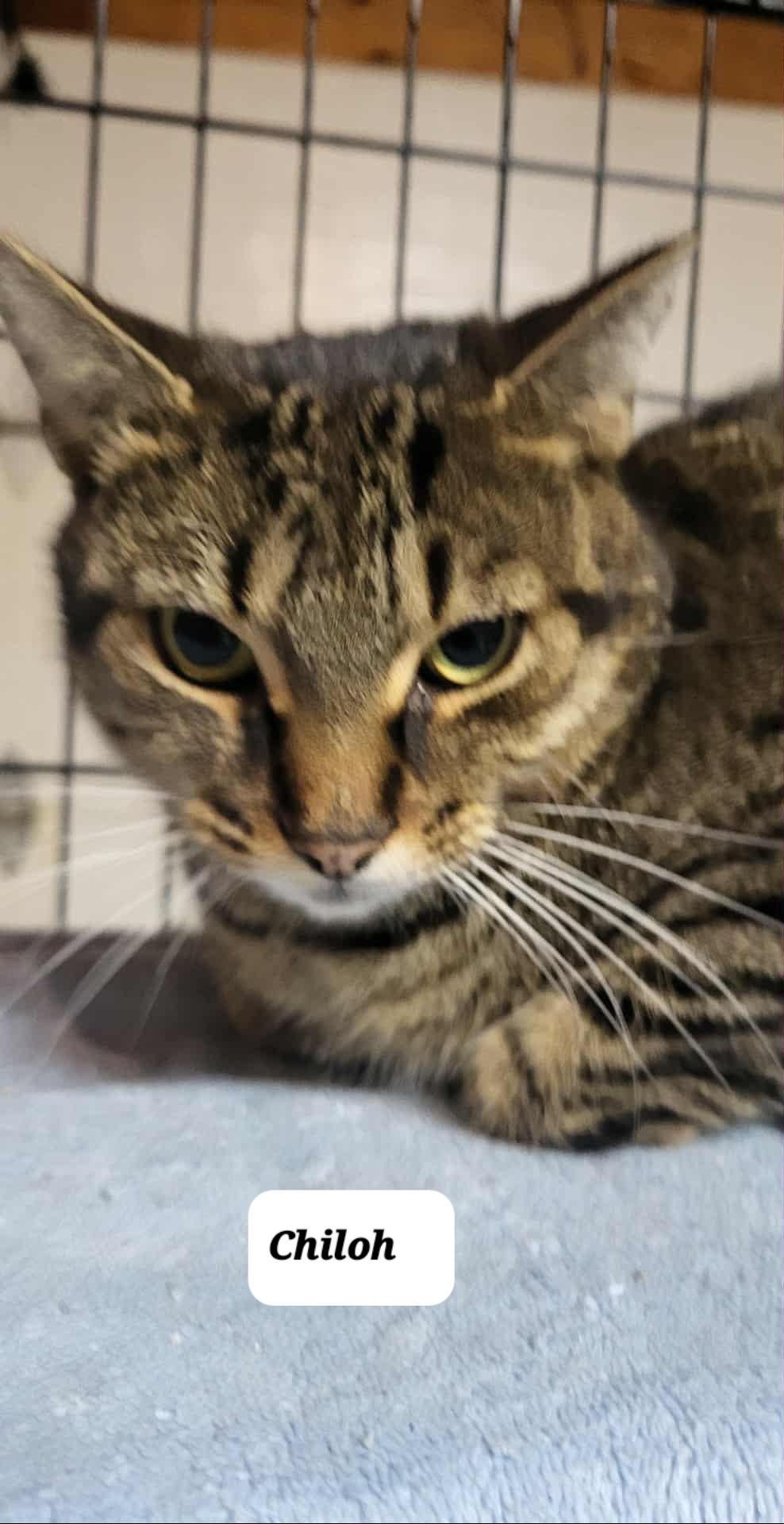 Chiloh (M) Brown tabby 1 to 2 yrs old