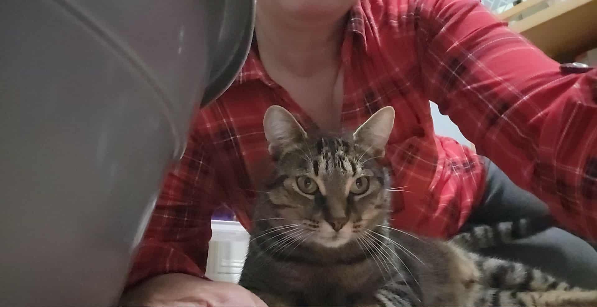 Enlarge ASHTON (M) Brown tabby 1 to 2 yrs old, a Adoptable Domestic Short Hair in Ottawa, ON image 4/5