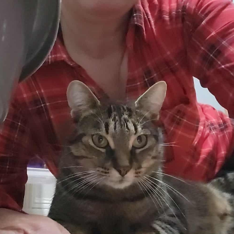 Enlarge ASHTON (M) Brown tabby 1 to 2 yrs old, a Adoptable Domestic Short Hair in Ottawa, ON image 4/5