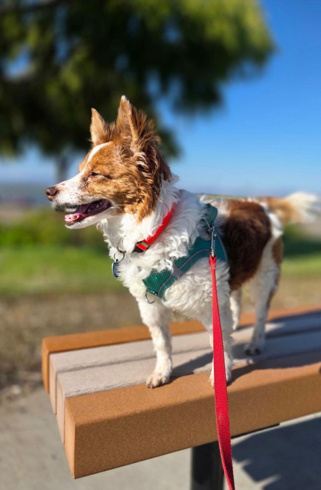 Enlarge Scotty, a Adopted mixed breed in San Francisco, CA image 1/3