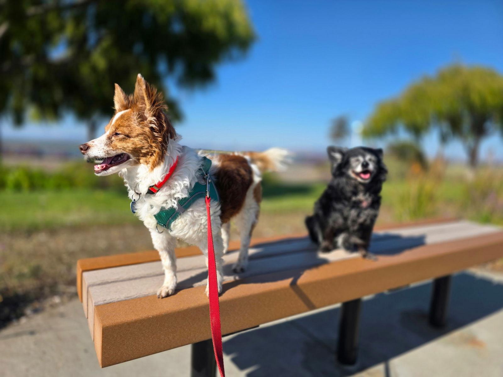 Enlarge Scotty, a Adopted mixed breed in San Francisco, CA image 2/3