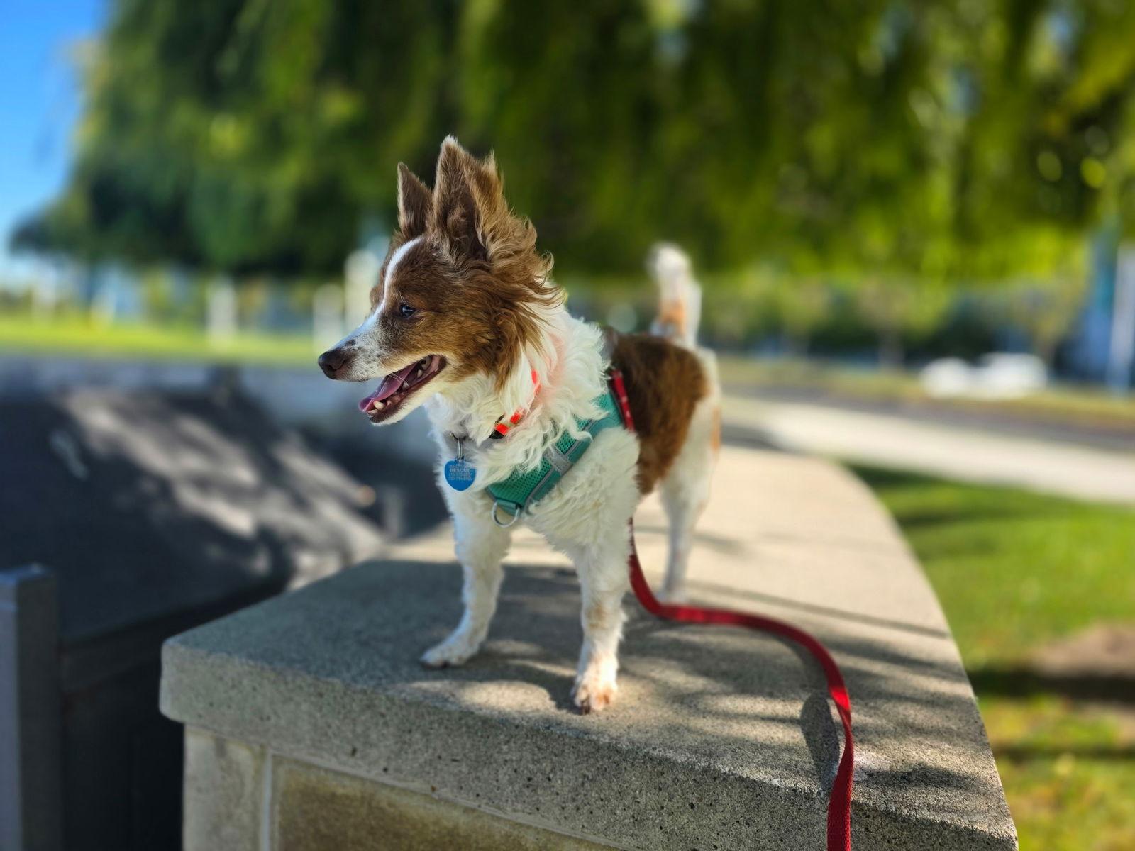 Enlarge Scotty, a Adopted mixed breed in San Francisco, CA image 3/3