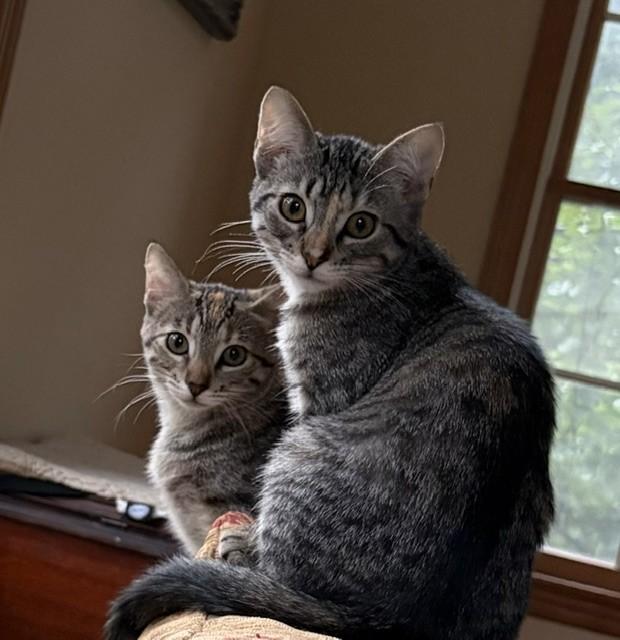 Annabelle and Tabitha - bonded kittens, Adoptable, Kitten Female Tiger.