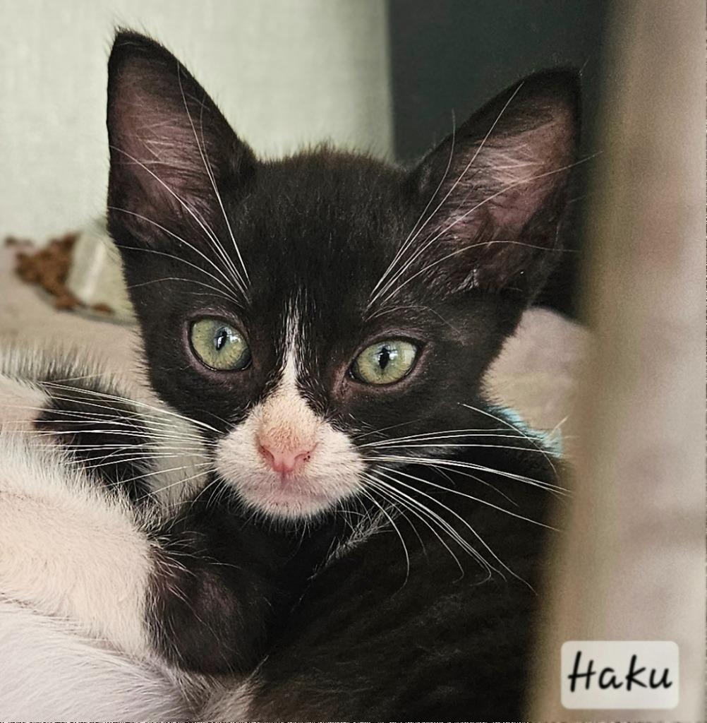 Haku, Adopted, Young Male American Shorthair.