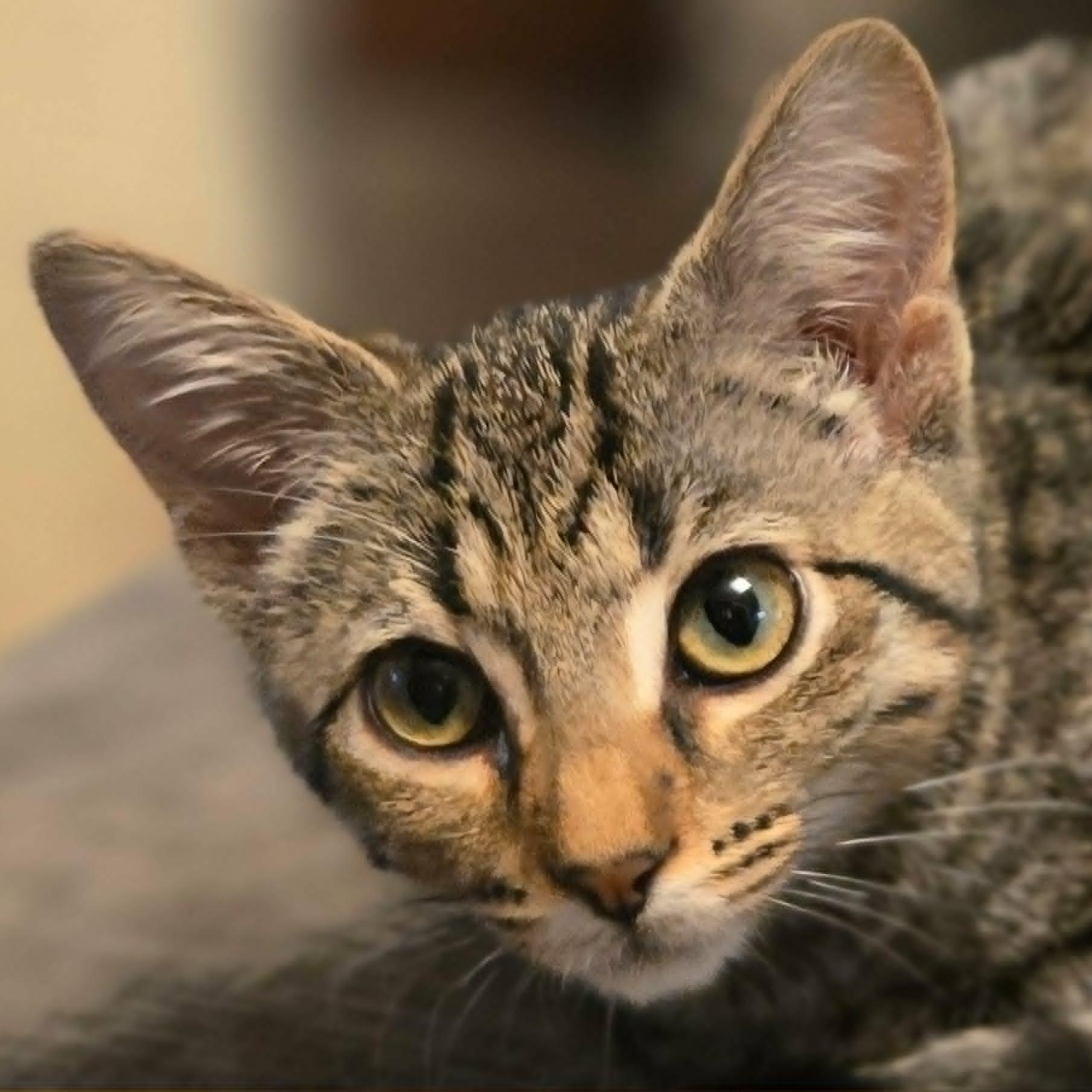 Enlarge Dolly (FIV) (Whiskers Society), a Adopted Domestic Short Hair in Watertown, WI image 2/3