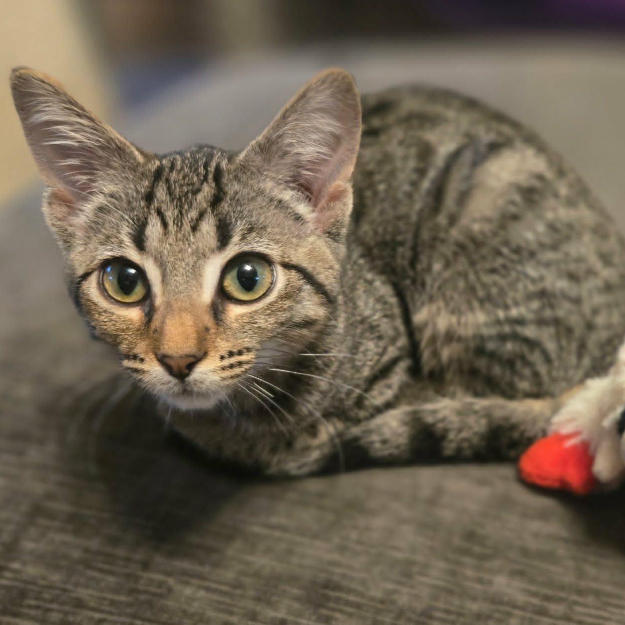 Enlarge Dolly (FIV) (Whiskers Society), a Adopted Domestic Short Hair in Watertown, WI image 3/3