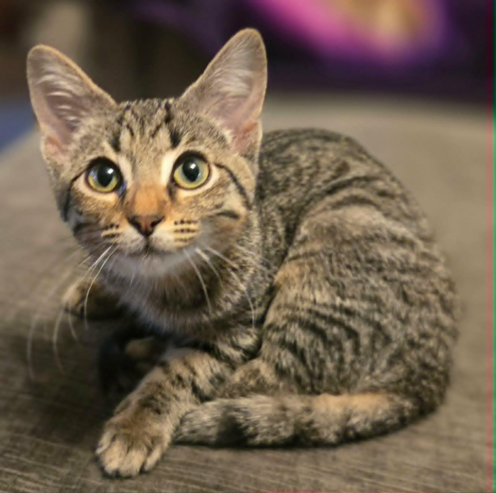 Enlarge Dolly (FIV) (Whiskers Society), a Adopted Domestic Short Hair in Watertown, WI image 1/3