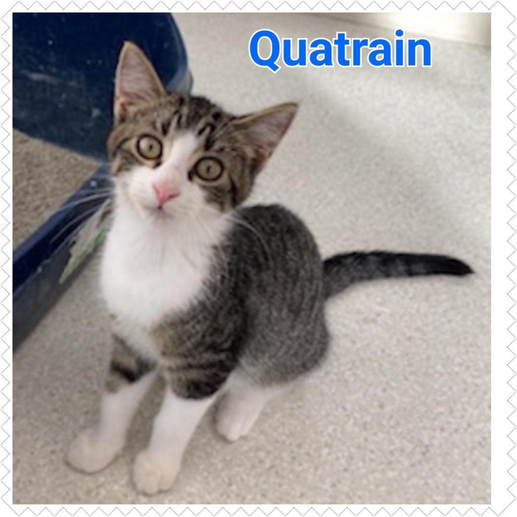 Quatrain, Adopted, Adult Male Domestic Short Hair.