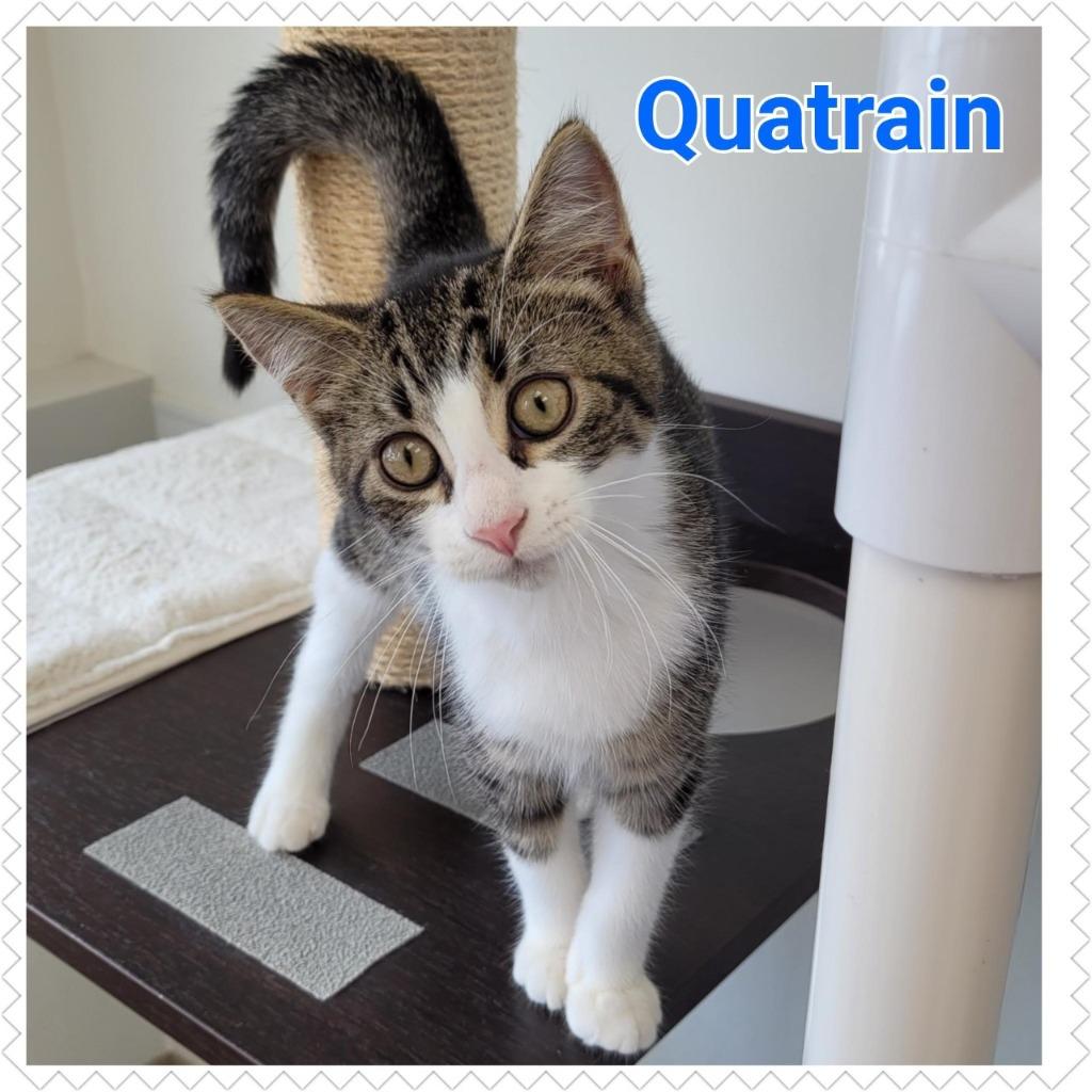 Enlarge Quatrain, a Adopted mixed breed in North Saint Paul, MN image 2/2