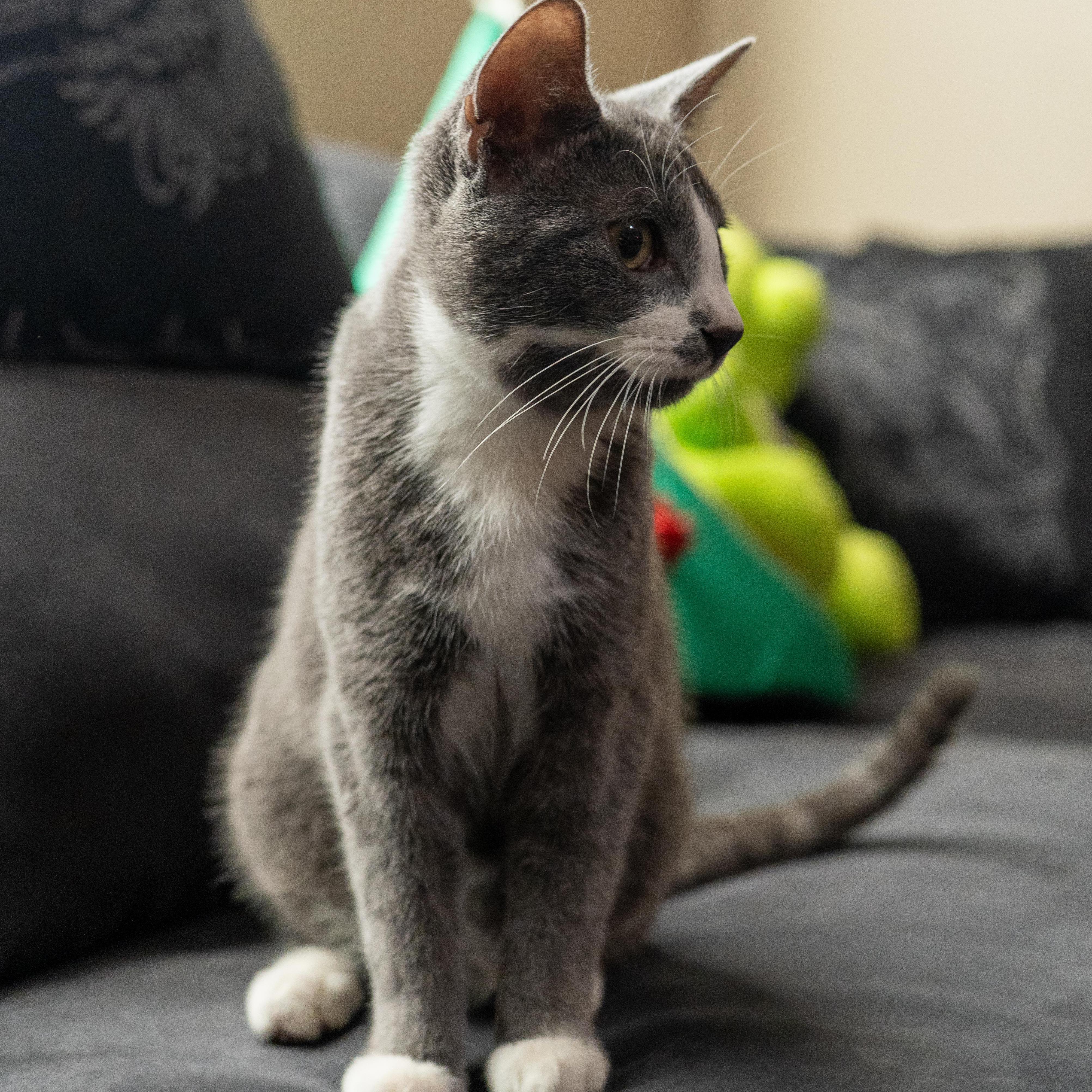 Enlarge Marge, a Adoptable Domestic Short Hair in Benton Harbor, MI image 4/6