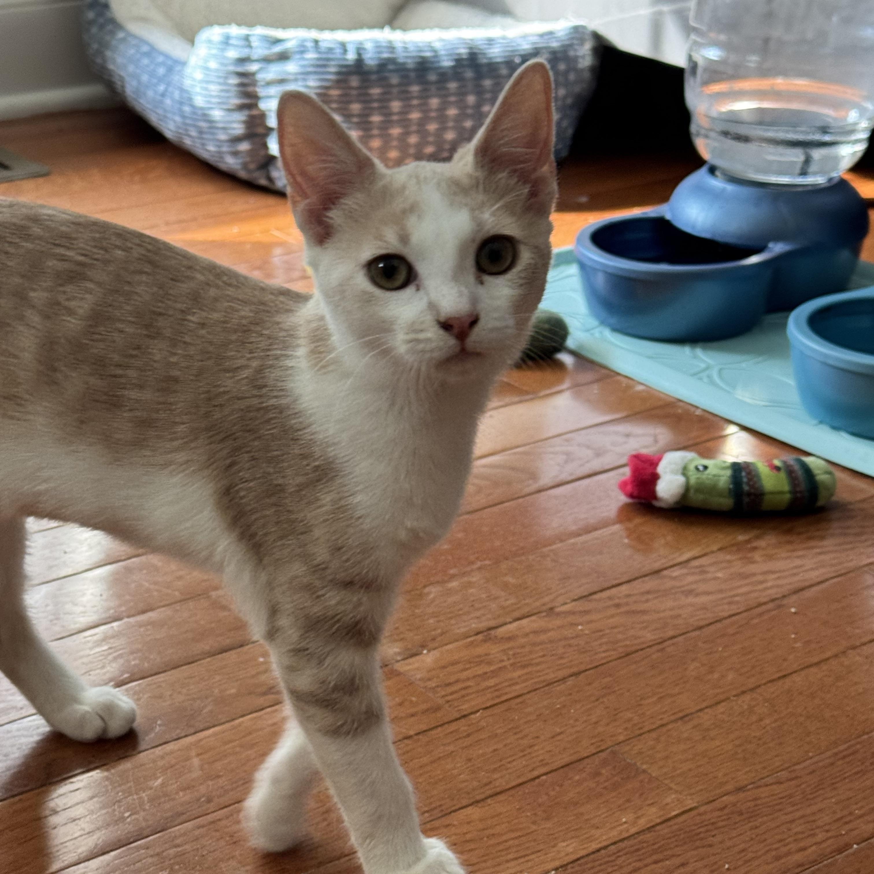 Quinn, Adopted, Young Female Domestic Short Hair.
