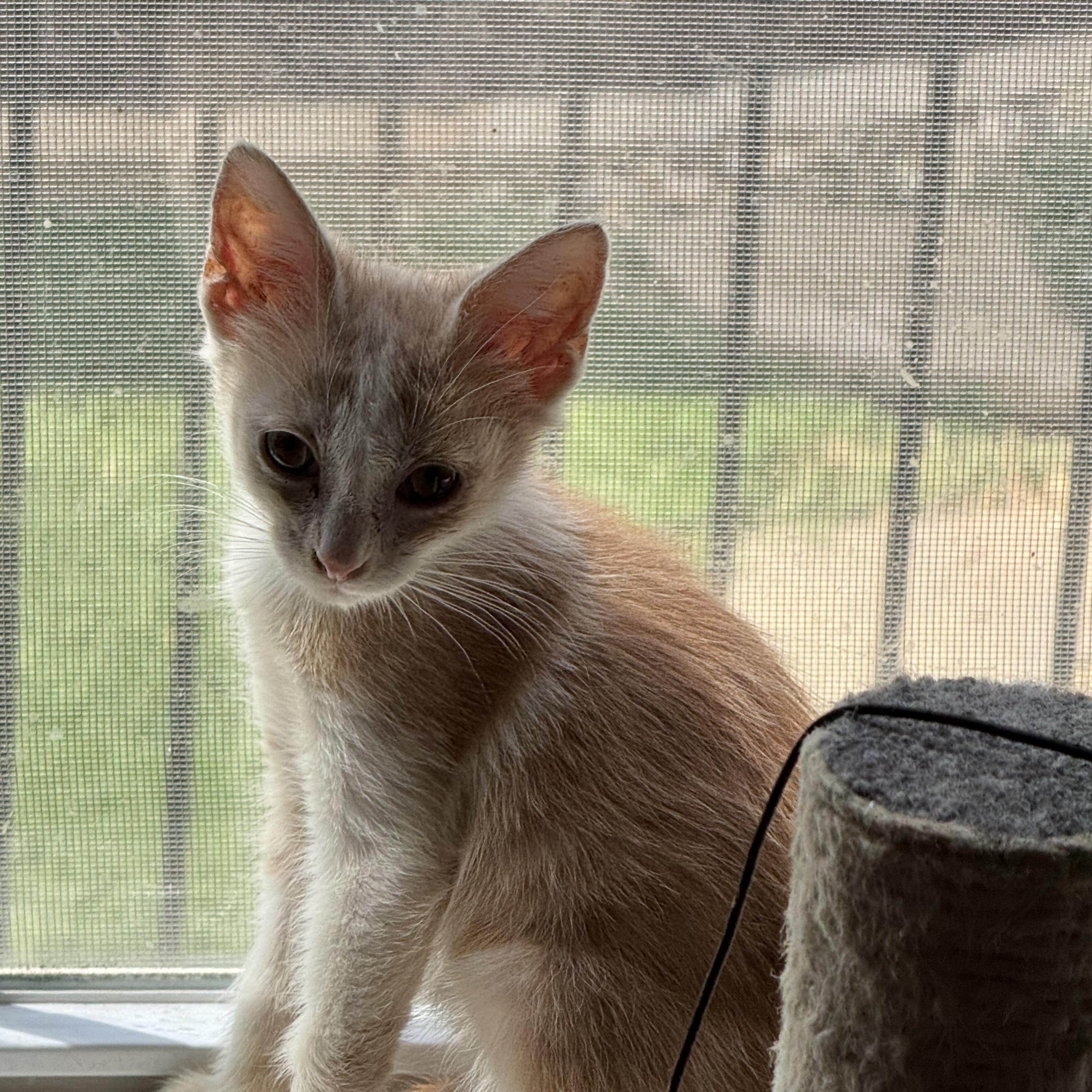 Enlarge Quinn, a Adopted Domestic Short Hair in Easley, SC image 4/6