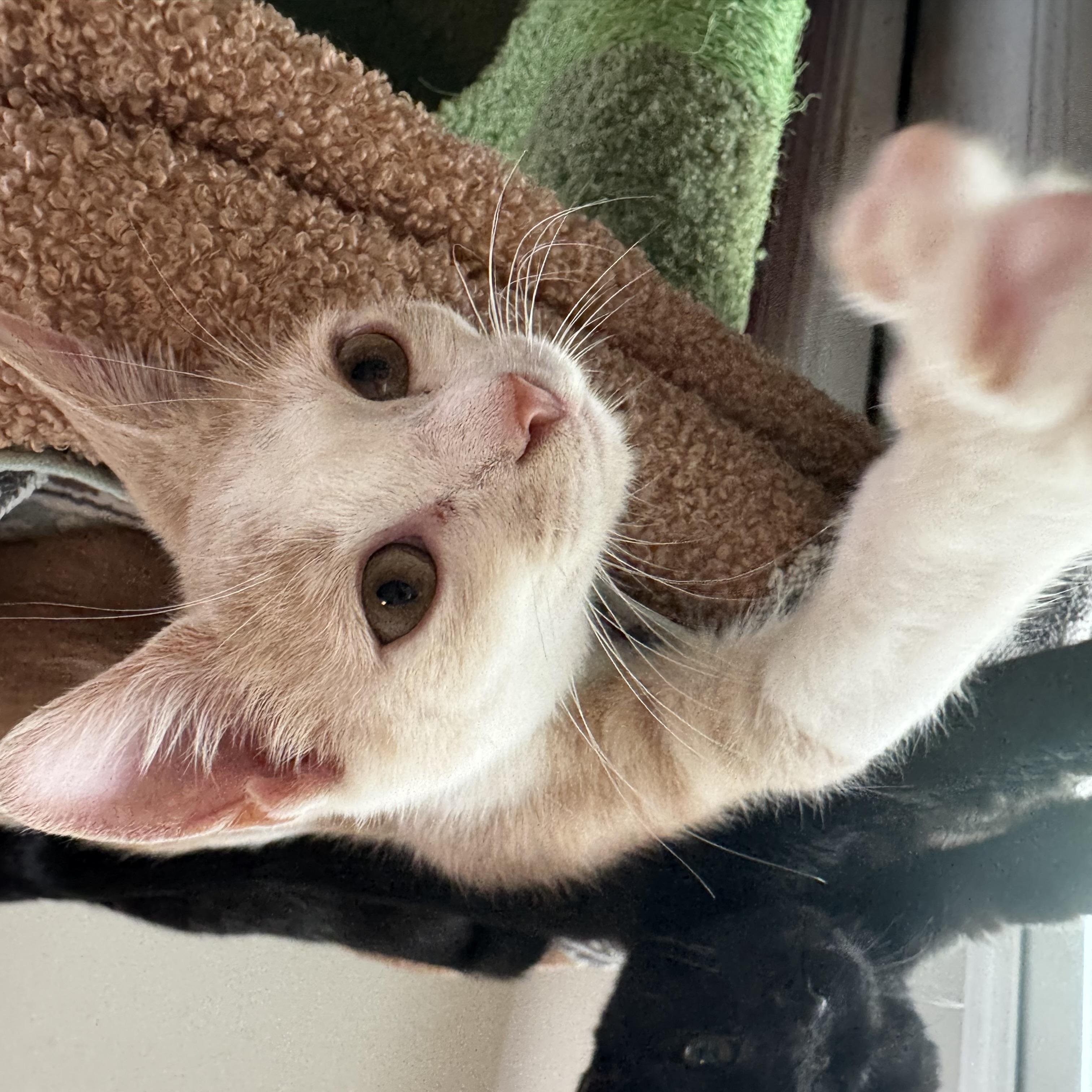 Enlarge Quinn, a Adopted Domestic Short Hair in Easley, SC image 3/6