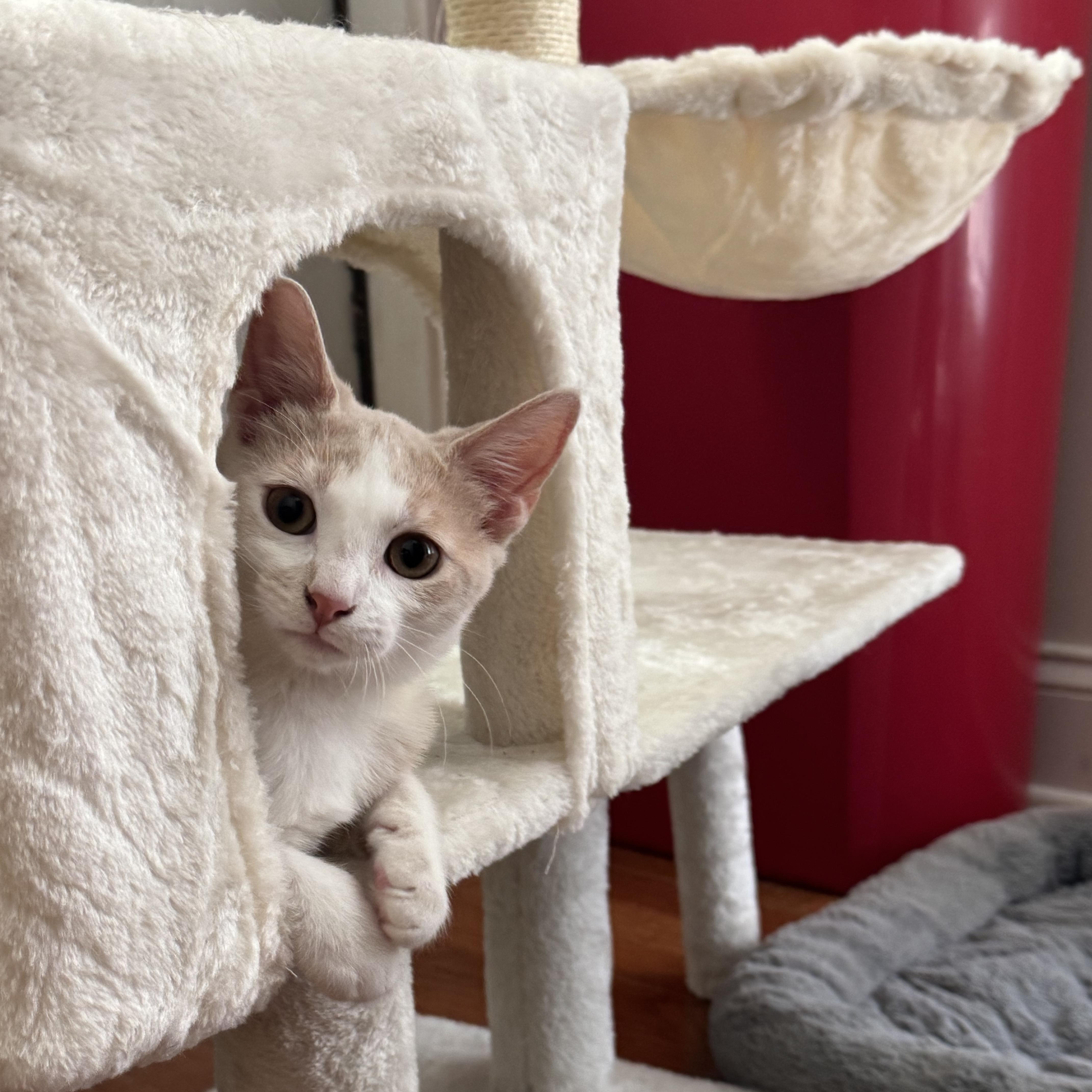 Enlarge Quinn, a Adopted Domestic Short Hair in Easley, SC image 5/6