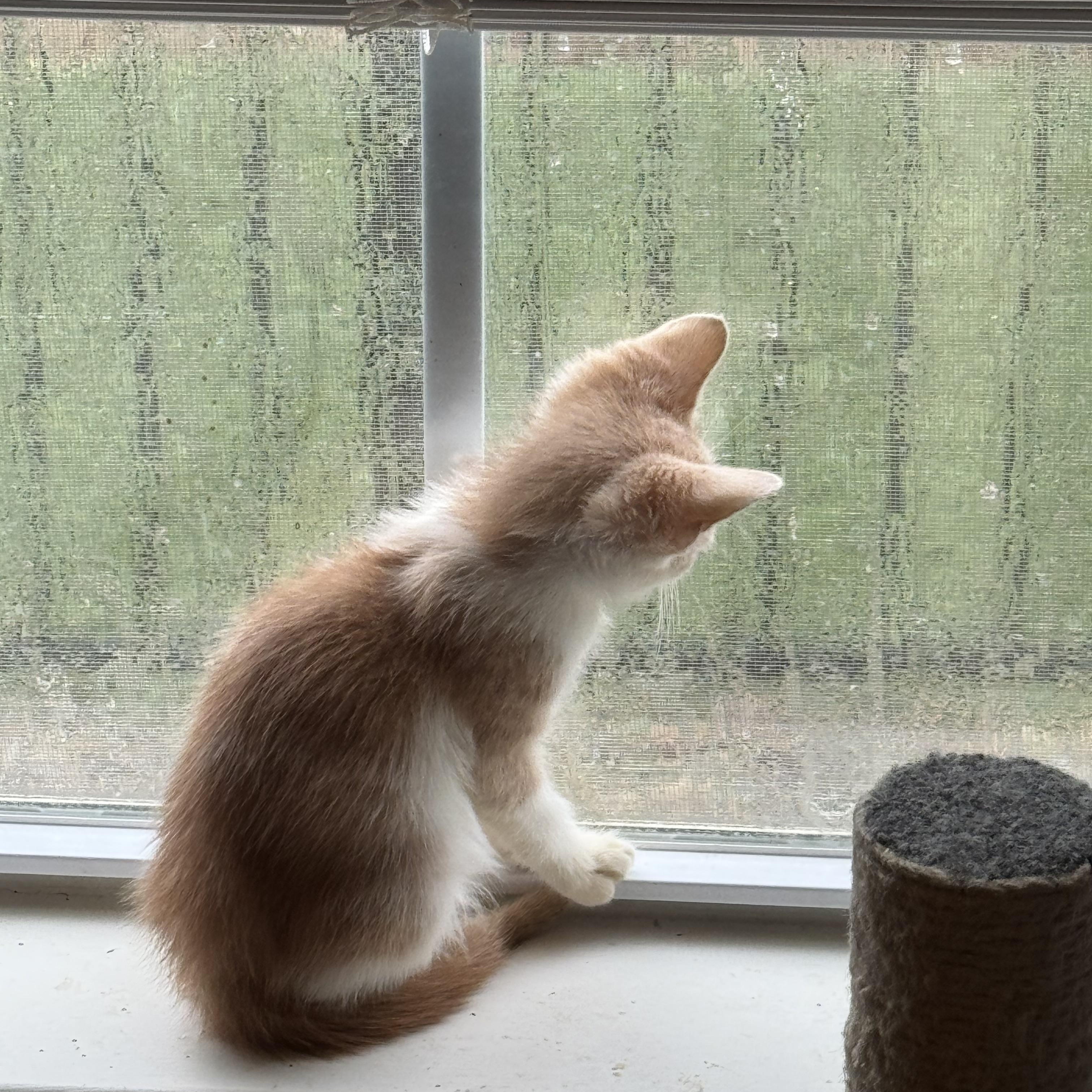 Enlarge Quinn, a Adopted Domestic Short Hair in Easley, SC image 2/6