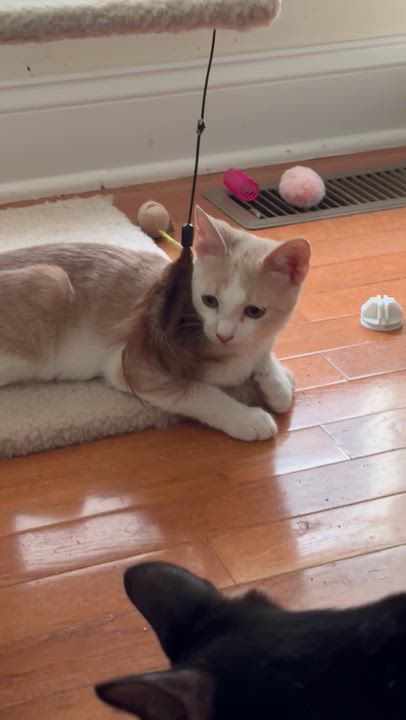 Enlarge Quinn, a Adopted Domestic Short Hair in Easley, SC video 6/6