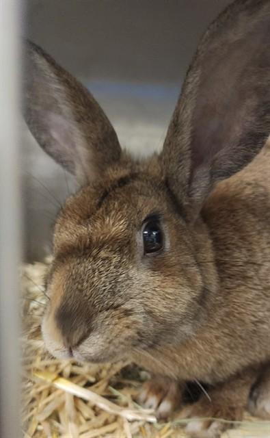 Enlarge HAZEL, a Adoptable Bunny Rabbit in Anchorage, AK image 1/1