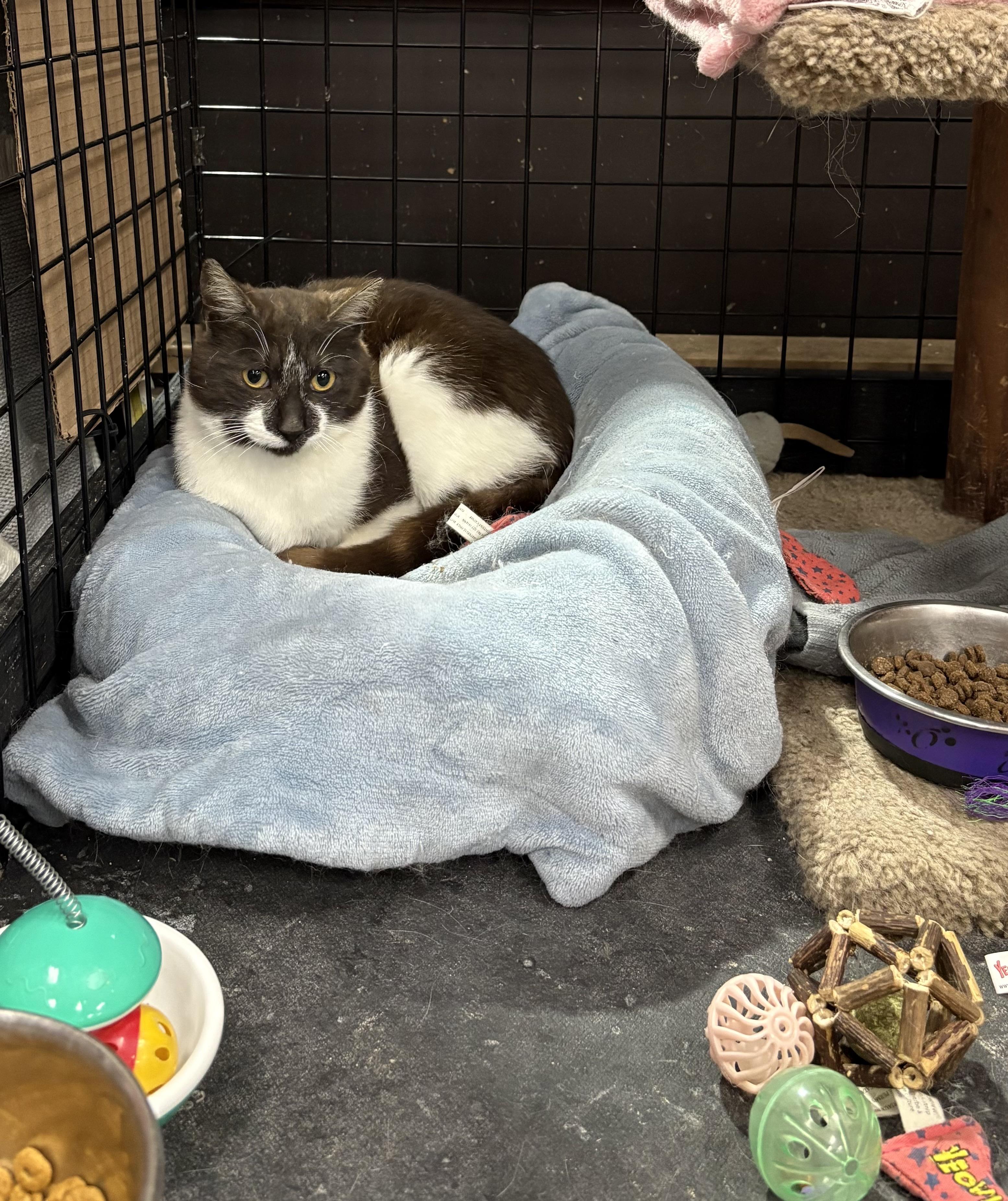 Enlarge Nutmeg-Pet Valu Port Credit, a ADOPTABLE Domestic Short Hair in Mississauga, ON image 5/5
