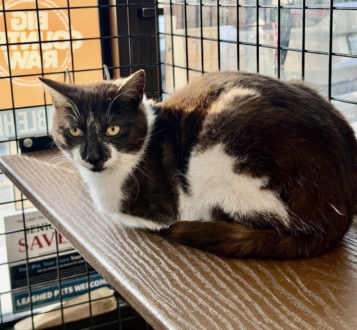 Enlarge Nutmeg-Pet Valu Port Credit, a ADOPTABLE Domestic Short Hair in Mississauga, ON image 1/5
