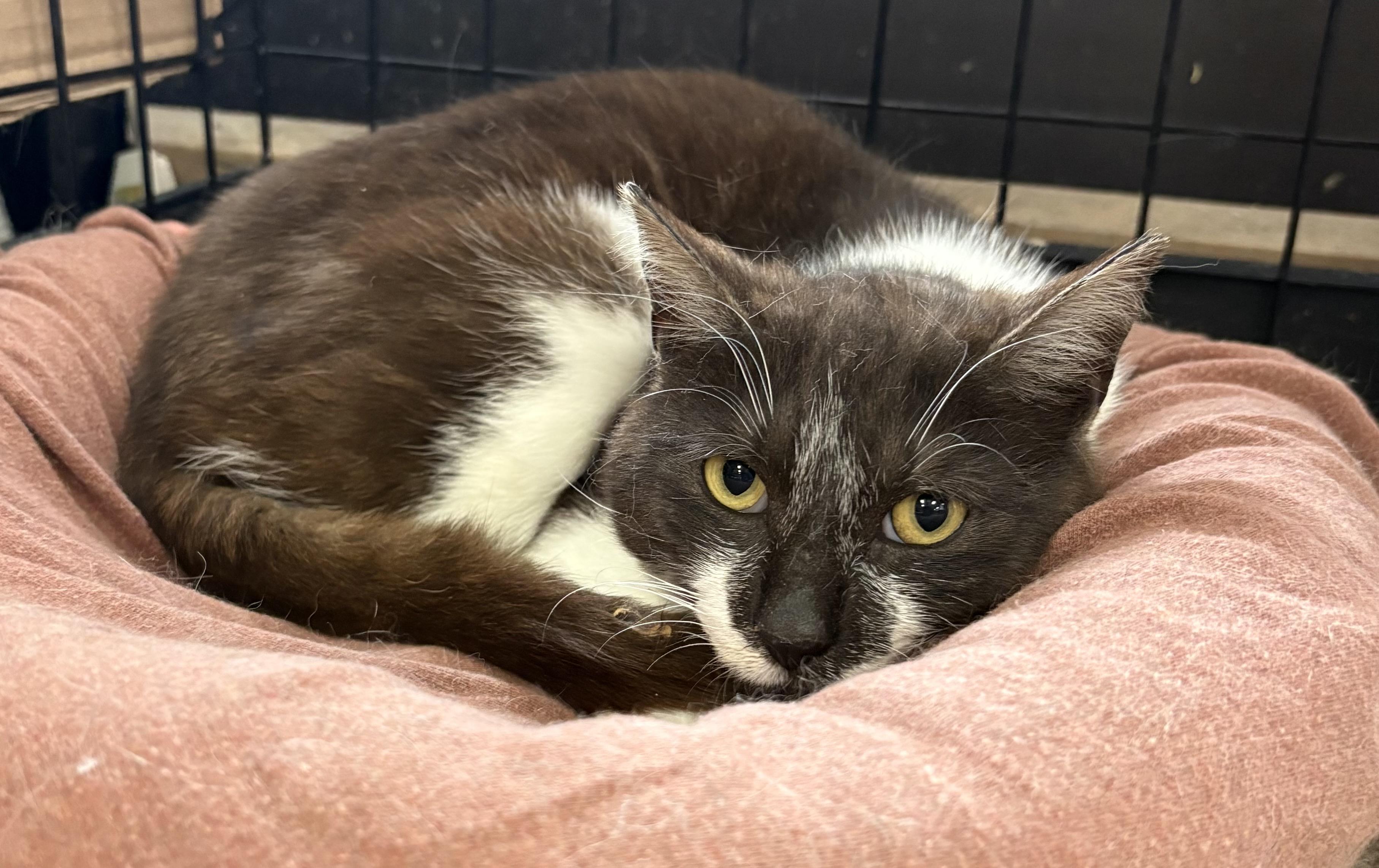Enlarge Nutmeg-Pet Valu Port Credit, a ADOPTABLE Domestic Short Hair in Mississauga, ON image 2/5