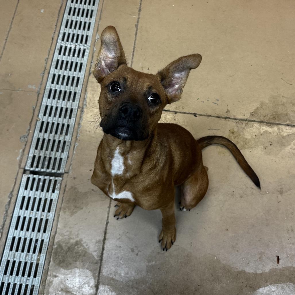 Gremlin, Adoptable, Young Male Mixed Breed.